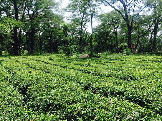 Palampur Tea Garden